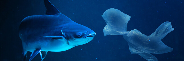 Du plastique découvert à 11.000 mètres de profondeur