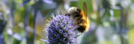 pollinisation abeille