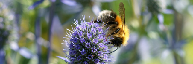 Sans les abeilles : les aliments voués à disparaître