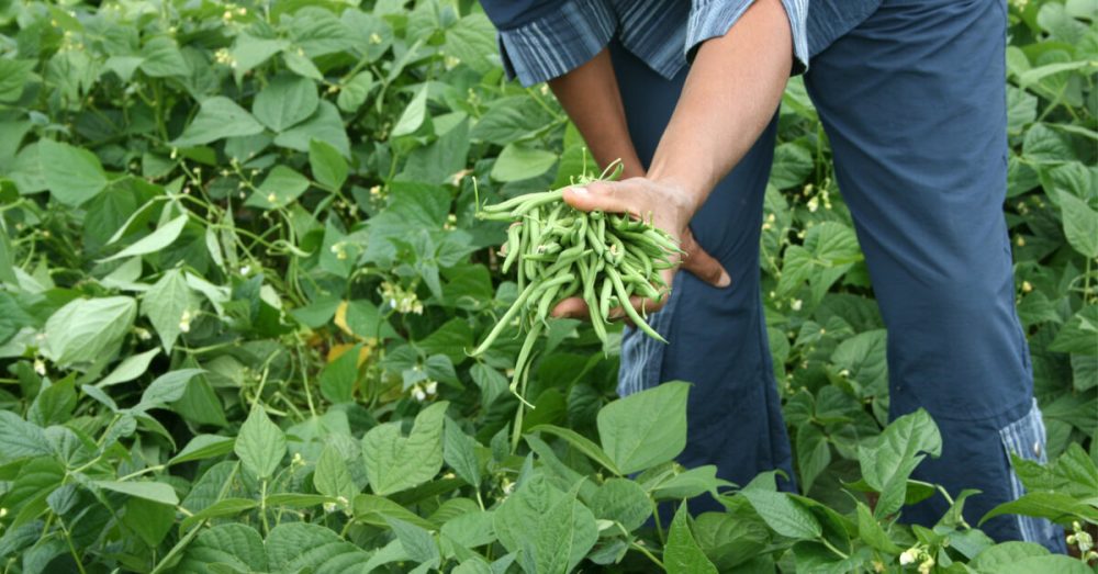 Association de culture que planter (ou non) avec les haricots verts — free download
