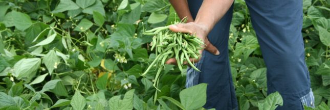 association culture haricot vert