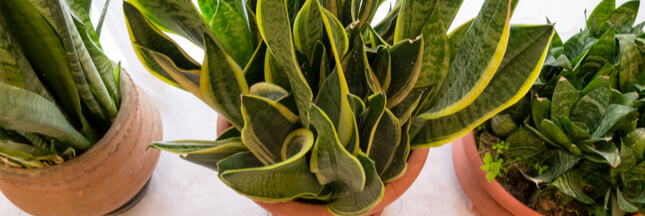 sanseveria