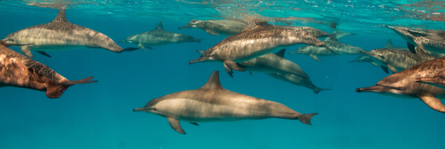 Les dauphins et l’éponge : une nouvelle preuve d’intelligence sociale