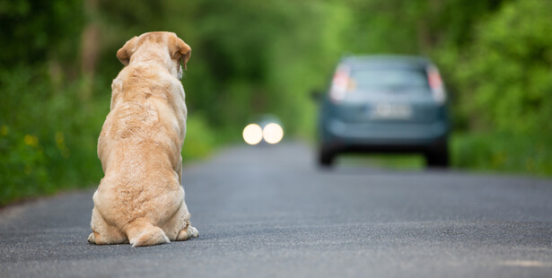 100 000 Abandon-animaux_shutterstock_1094079839