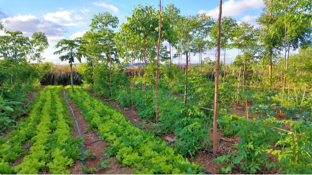 Qu est ce Que L agroforesterie