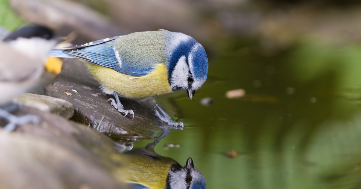 Nos formidables alliés en lutte biologique - La mésange