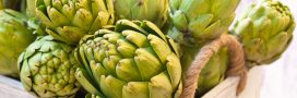 L'artichaut, un puissant antioxydant vert aux multiples bienfaits