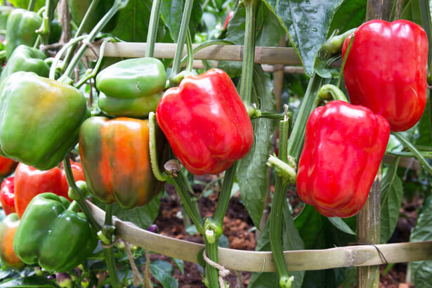 Poivron : variétés, plantation et culture - Jardiland