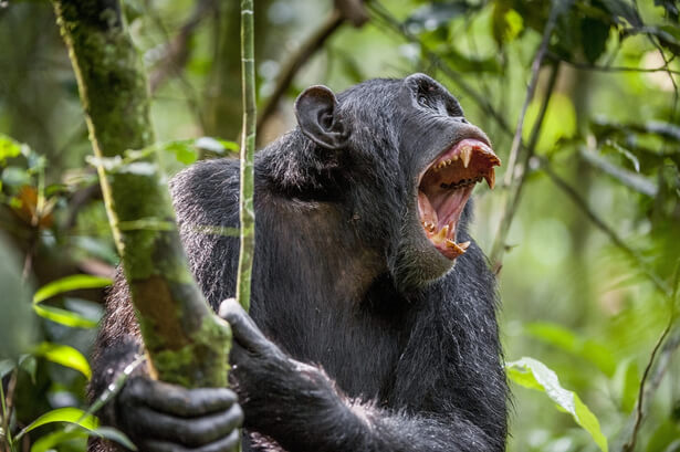 habitat chimpanzés