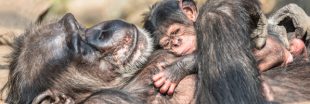 L'habitat des chimpanzés sauvages réduit à des 'ghettos forestiers'