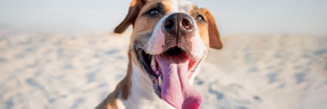 coup de chaleur chien