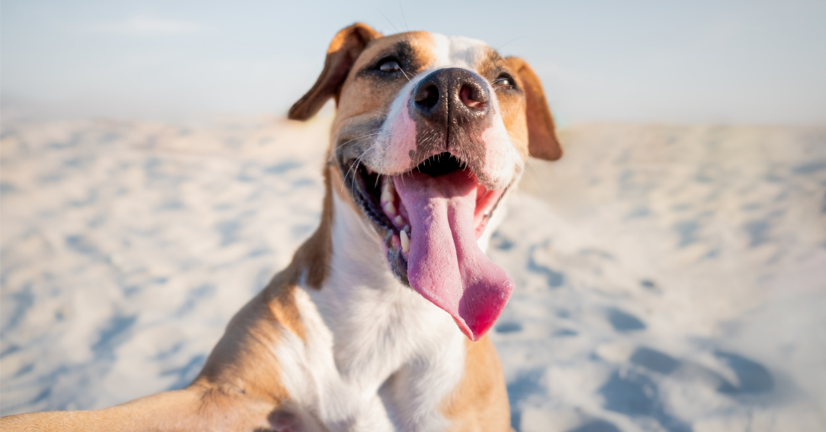 Comment protéger votre chien de la chaleur ?