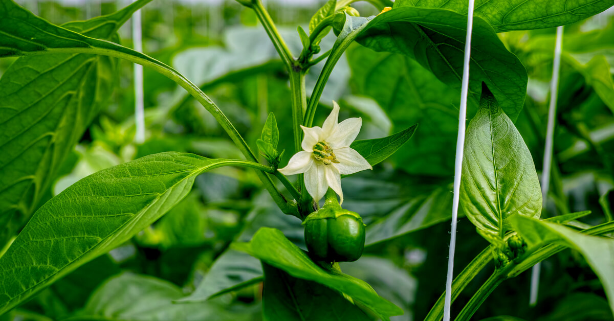 Que planter (et ne pas planter) à côté des poivrons pour booster leur croissance ?