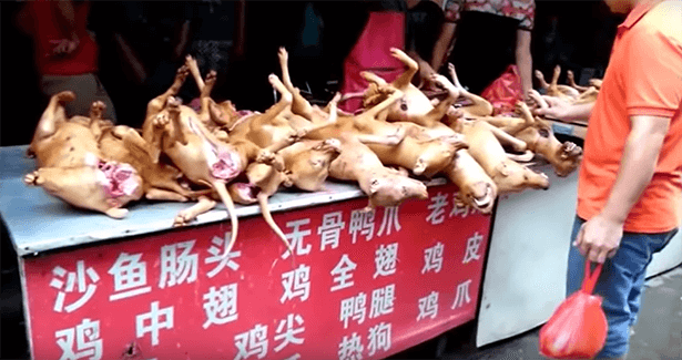viande de chien festival de yulin