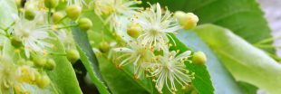 Faites vous-même votre tisane au tilleul relaxante Faites vous-même votre tisane au tilleul relaxante