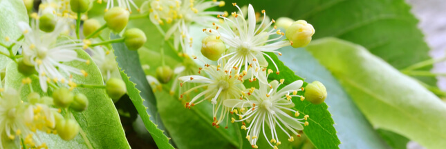 tisane au tilleul , fleurs