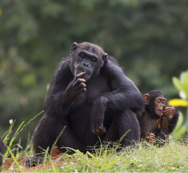 habitat chimpanzés