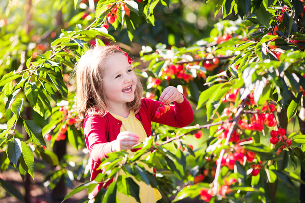 Comment faire pousser un cerisier à partir de noyaux de cerises