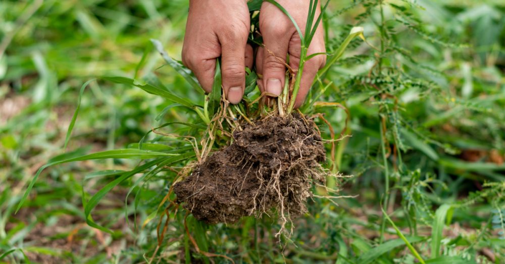 Comment identifier les mauvaises herbes et comment les éliminer