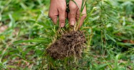 Mauvaises herbes : les identifier pour mieux les éliminer… ou les garder