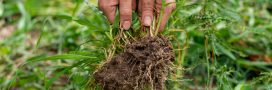 Mauvaises herbes : les identifier pour mieux les éliminer... ou les garder