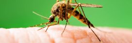 Chikungunya : pourquoi la France devient une zone à risque