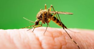 Chikungunya : pourquoi la France devient une zone à risque