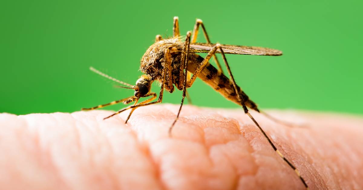 A quoi servent les moustiques : la véritable utilité des moustiques révélée