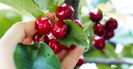 Comment faire germer un noyau de cerise ? Comment faire germer un noyau de cerise ?