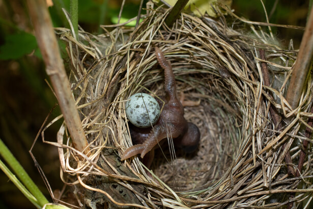 COUCOU LES NIDS DES OISEAUX