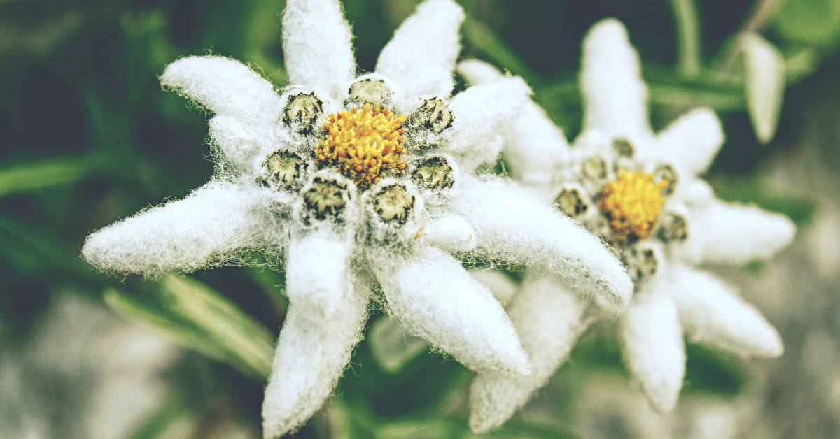 Les plantes, elles-aussi, disparaissent à une vitesse effrayante dans le monde ! Les plantes, elles-aussi, disparaissent à une vitesse effrayante dans le monde !