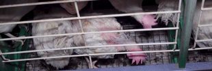 Souffrance animale : encore une vidéo choc dans un élevage de poules