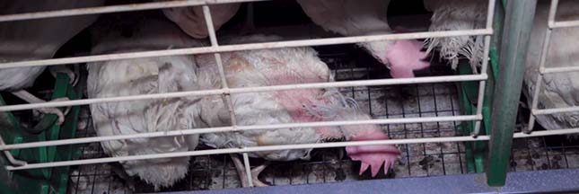 Souffrance animale : encore une vidéo choc dans un élevage de poules