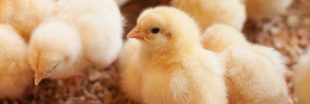 Allemagne : la justice refuse d'interdire le broyage de poussins mâles Allemagne : la justice refuse d'interdire le broyage de poussins mâles