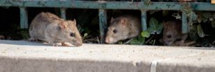 Paris s'équipe de nouvelles poubelles pour lutter contre les rats