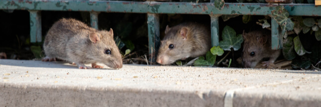 Paris s’équipe de nouvelles poubelles pour lutter contre les rats