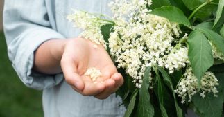 Le sureau noir, un arbrisseau aux multiples facettes ! Le sureau noir, un arbrisseau aux multiples facettes !