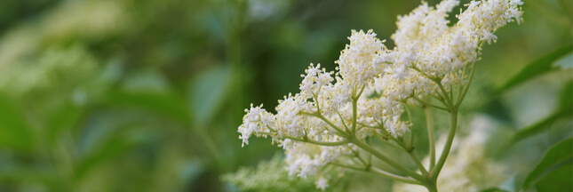 Le Sureau Noir Un Arbrisseau Aux Multiples Facettes