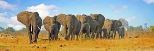 Le Zimbabwe veut vendre son stock d'ivoire d'éléphant