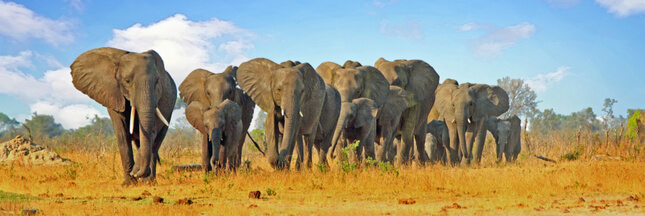 Le Zimbabwe veut vendre son stock d’ivoire d’éléphant