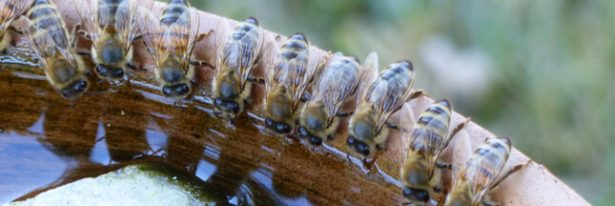 venir en aide aux animaux sauvages