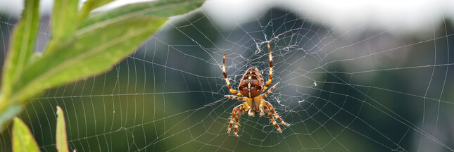 araignées ne piquent pas