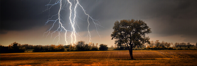 Comment soigner un arbre abîmé par une tempête