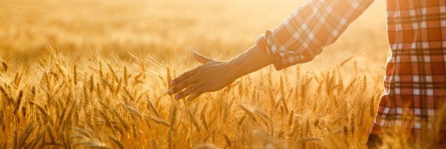 blé dur, blé tendre