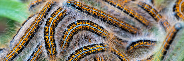 La chenille du Bombyx disparate à l’assaut des forêts de Provence