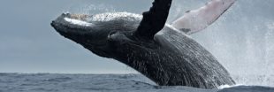 Cruelle tradition: le Japon reprend la chasse à la baleine !