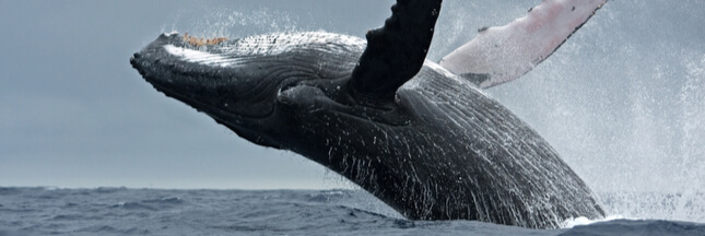 Cruelle tradition : le Japon reprend la chasse à la baleine !