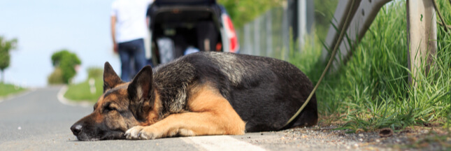 Abandons d’animaux : une loi s’impose pour en finir !