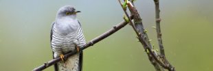 Le coucou gris : un étonnant parasite