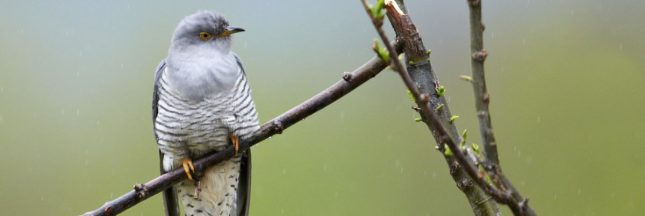 Le coucou gris, un étonnant parasite